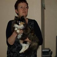 Norsk Skovkat Miss Felias Victoria