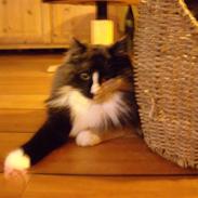 Norsk Skovkat Miss Felias Victoria