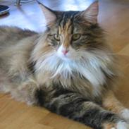 Norsk Skovkat Rimtursers Milwaukee