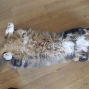 Norsk Skovkat Rimtursers Milwaukee