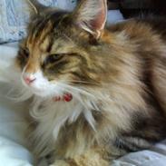 Norsk Skovkat Rimtursers Milwaukee