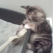 Norsk Skovkat Rimtursers Milwaukee