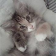 Norsk Skovkat Rimtursers Milwaukee