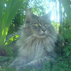Maine Coon Rafiki