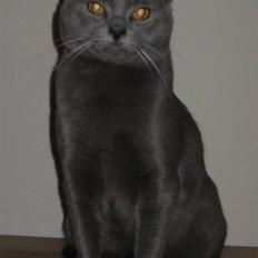 Chartreux Azul v. Gutacker