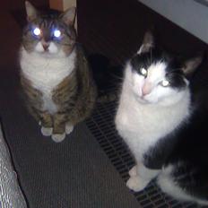 Huskat ALMA