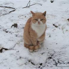 Huskat Ben hur (bor i jylland)