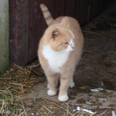 Huskat Ben hur (bor i jylland)