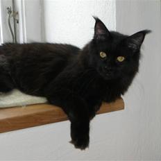 Maine Coon Yesterday