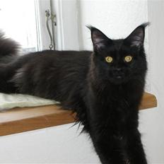 Maine Coon Yesterday