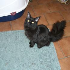 Maine Coon Yesterday