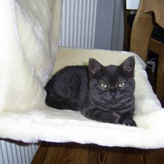 British Shorthair Senna