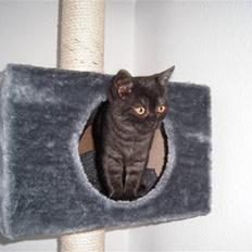 British Shorthair Senna