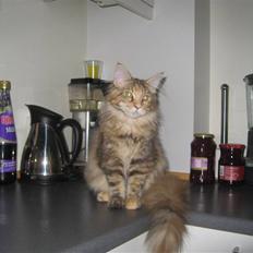 Maine Coon Belisha Girl`Cassiopeia