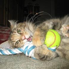 Maine Coon Belisha Girl`Cassiopeia