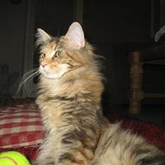 Maine Coon Belisha Girl`Cassiopeia