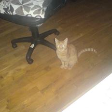 Huskat suddemudde mis 2