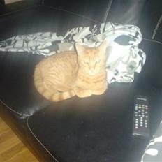 Huskat suddemudde mis 2