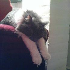 Blanding af racer Lotus