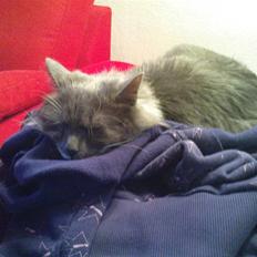 Blanding af racer Lotus