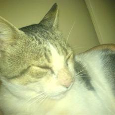 Huskat Bosniens Figaro *R.I.P*