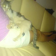 Huskat Bosniens Figaro *R.I.P*