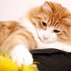 Norsk Skovkat Baltazar