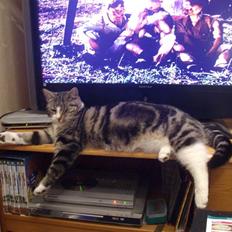 Huskat speedy *løbet væk*