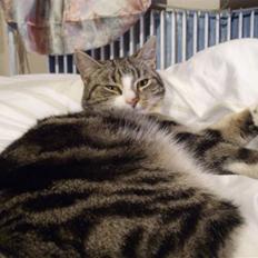 Huskat speedy *løbet væk*