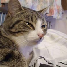 Huskat speedy *løbet væk*