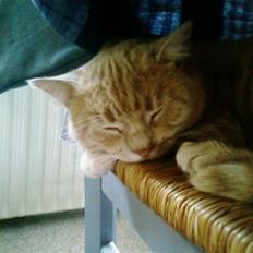 Huskat Oliver <3 BORT LØBET