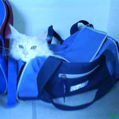 Maine Coon Josefine ( SOGLT) :(