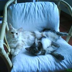 Maine Coon Josefine ( SOGLT) :(