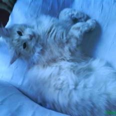 Maine Coon Josefine ( SOGLT) :(