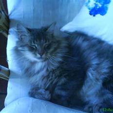 Blanding af racer Sylvester