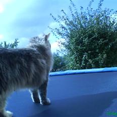 Blanding af racer Sylvester