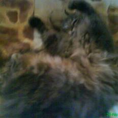 Blanding af racer Sylvester