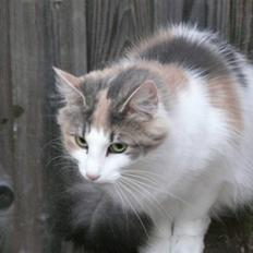 Norsk Skovkat Dk White Sock´s Ra