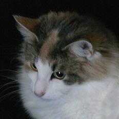 Norsk Skovkat Dk White Sock´s Ra