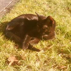 Blanding af racer ferrai 