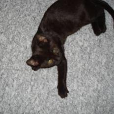 Blanding af racer ferrai 