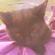 Blanding af racer ferrai 