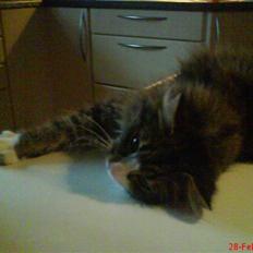 Norsk Skovkat Nicklas