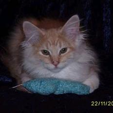 Norsk Skovkat Dk  weis Zion