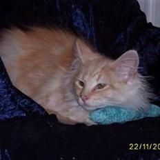 Norsk Skovkat Dk  weis Zion