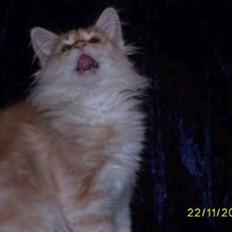 Norsk Skovkat Dk  weis Zion