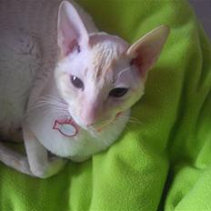 Cornish Rex Bowena´s Anastacia