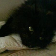 Norsk Skovkat Pjuske