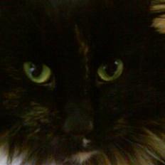 Norsk Skovkat Pjuske