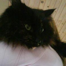 Norsk Skovkat Pjuske